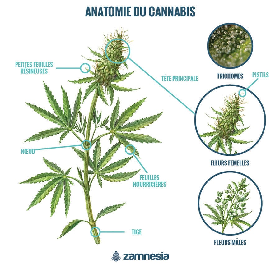 Anatomie Du Cannabis : Connaître Le Plant De Cannabis - Guide de ...
